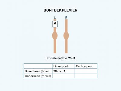 Bontbekplevier ringschema