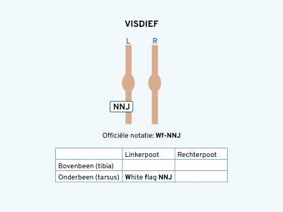 Visdief ringschema 2