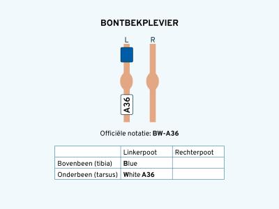 Bontbekplevier wit blauw