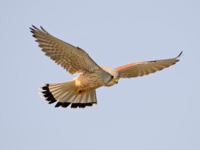 Biddend Mannetje Torenvalk