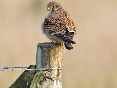 vrouwkleed Torenvalk