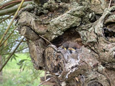 Jonge Ringmussen in een knotwilg