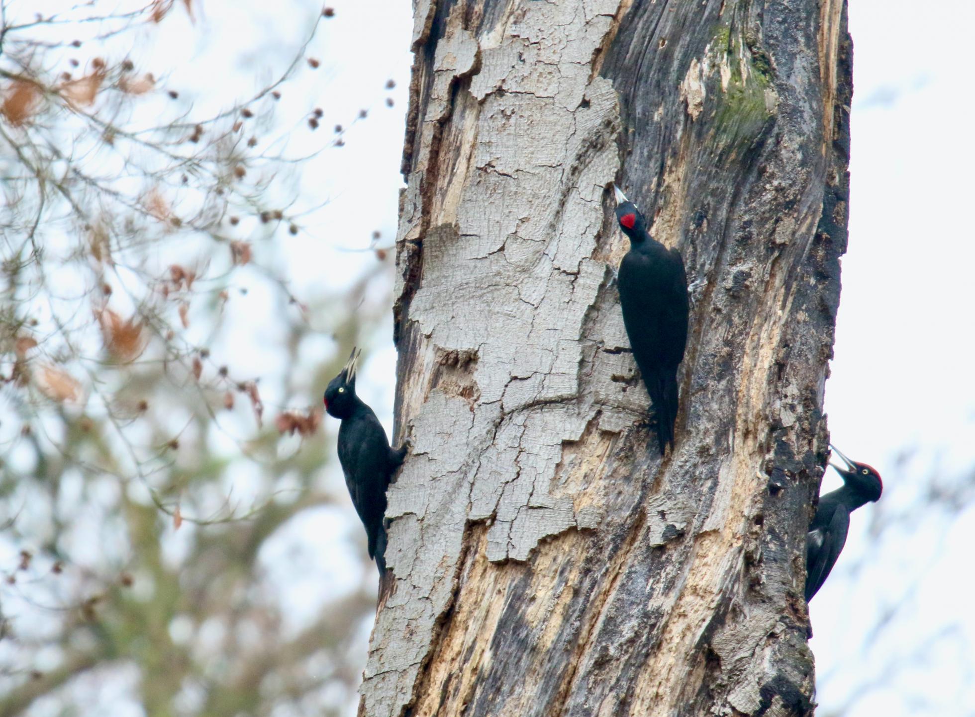 Zwarte spechten (foto: Rob Zakee)