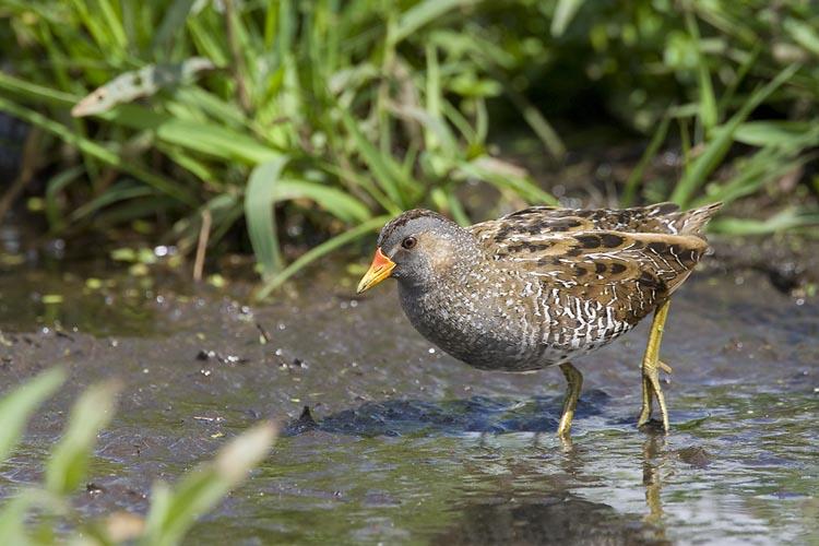 Adulte Porseleinhoen op slik foeragerend