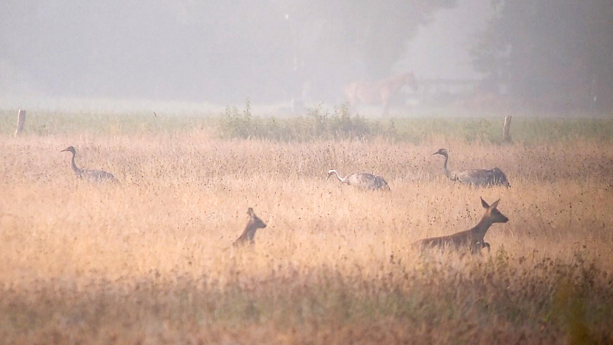 Kraanvogels met jong in 2016. Het eerste broedgeval in de Engbertsdijkvenen
