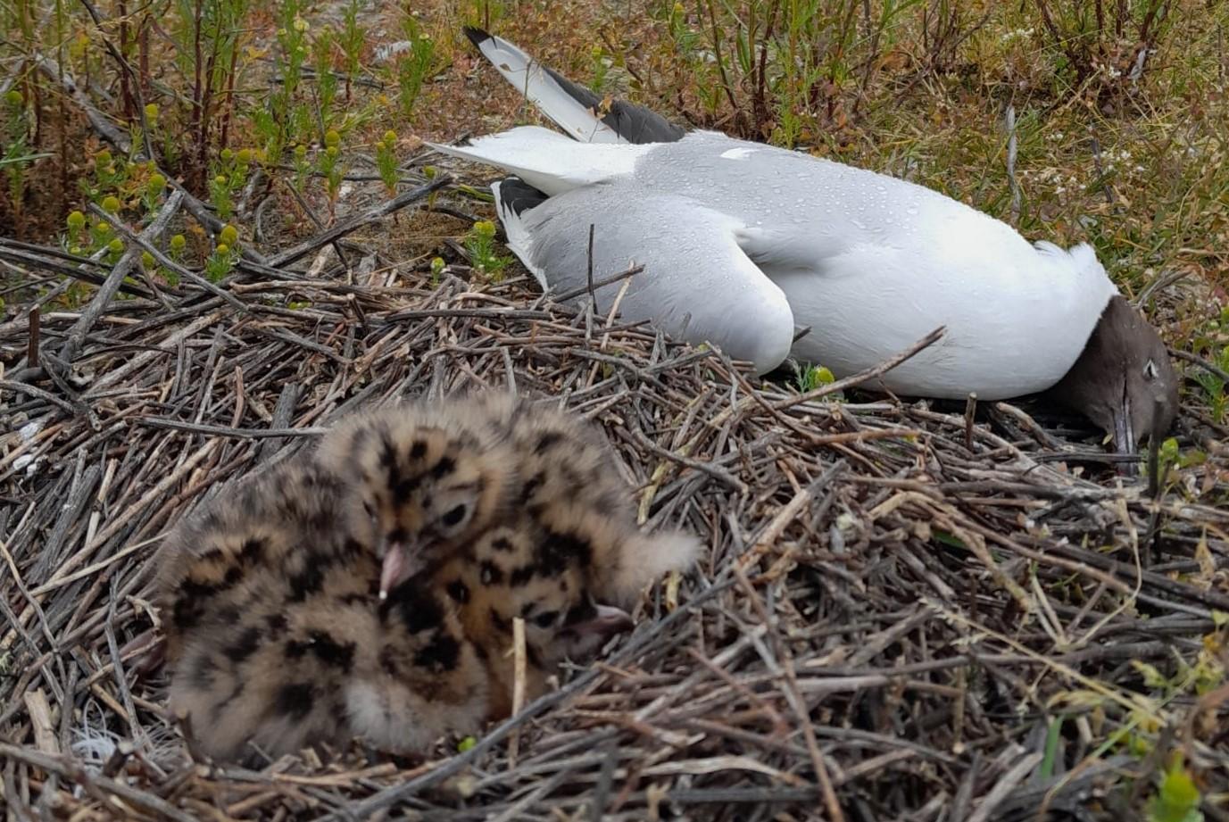 Dode kokmeeuw met jongen