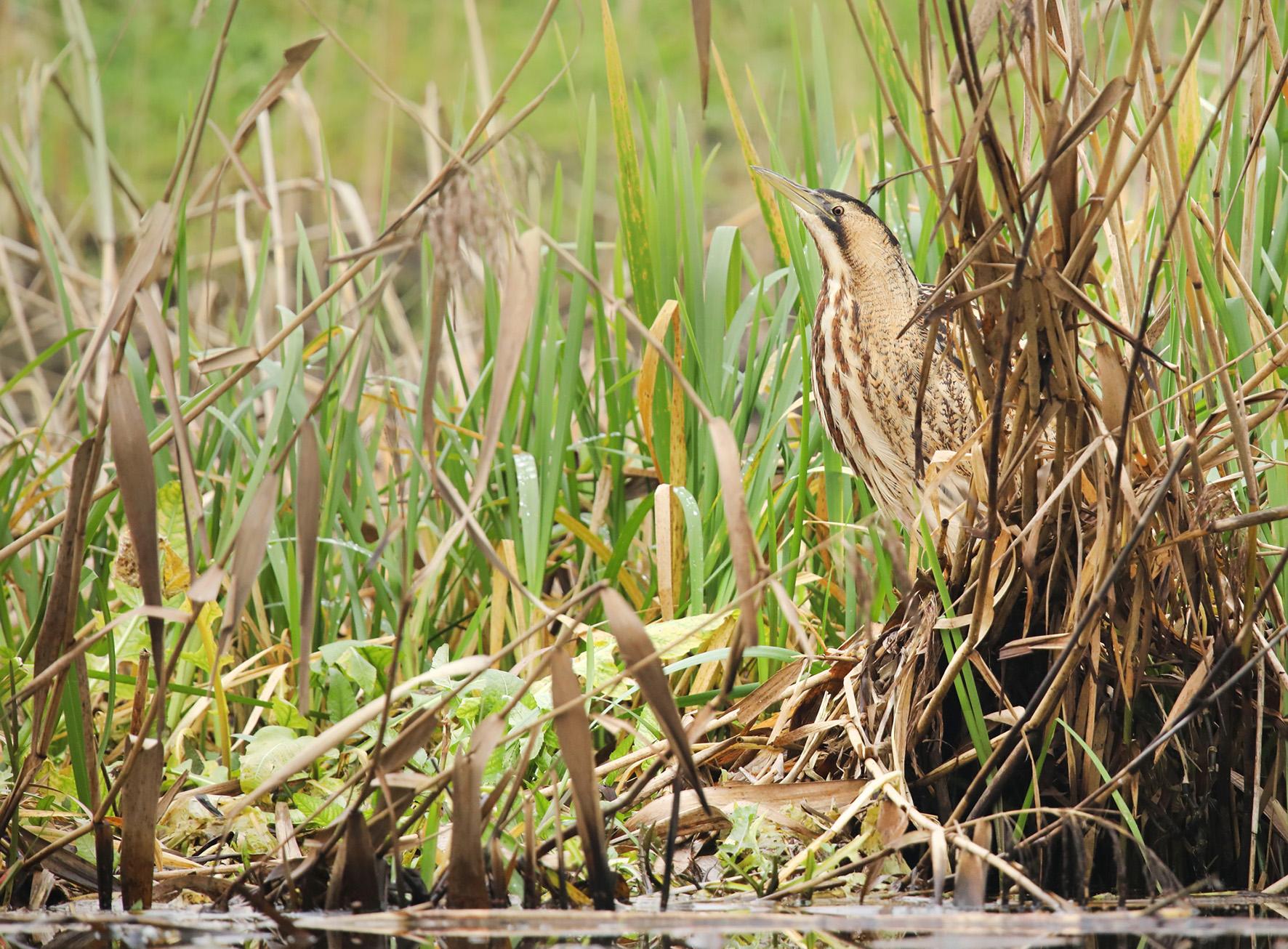 Roerdomp in het riet