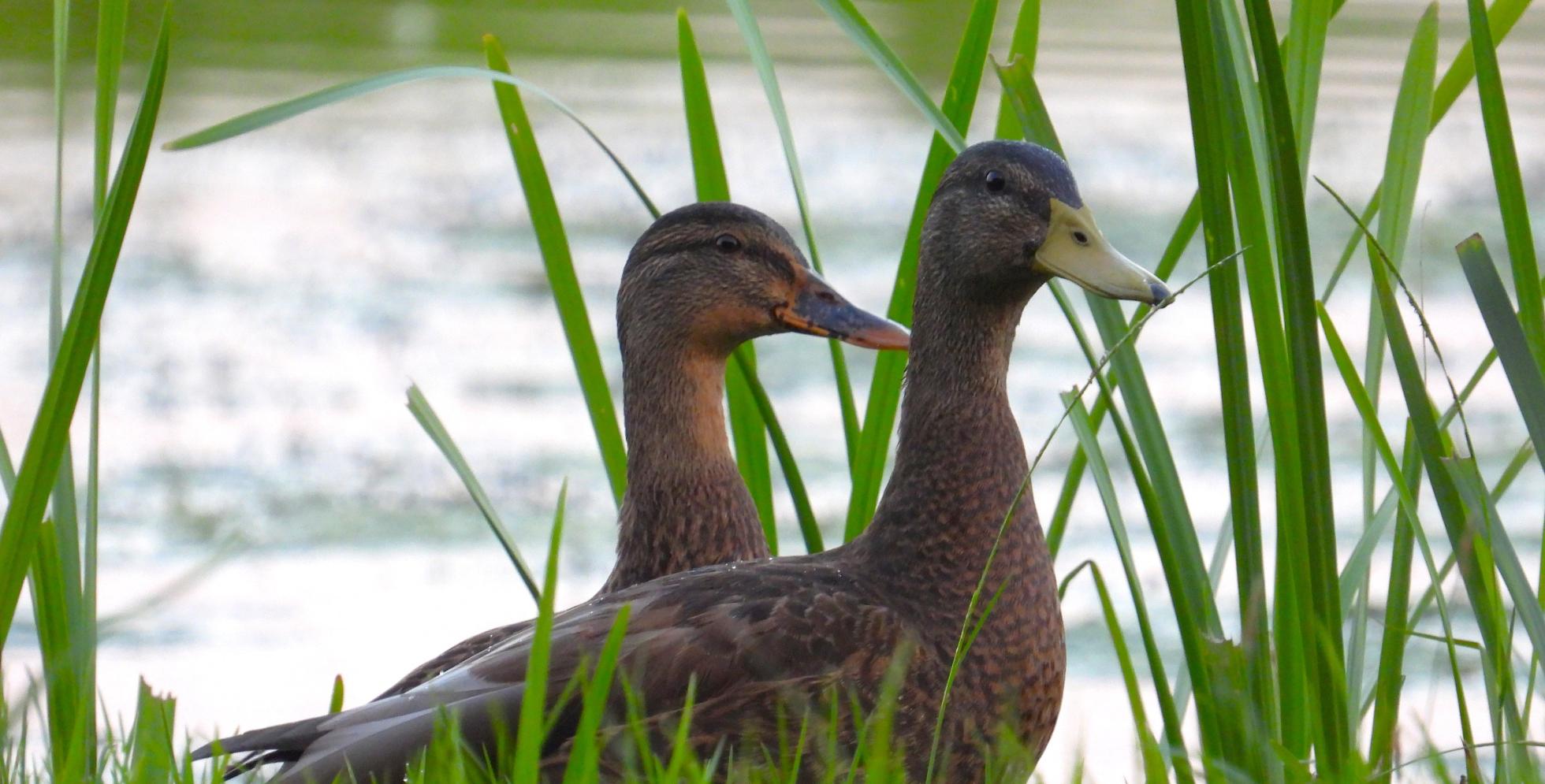 Wilde eenden in eclipskleed