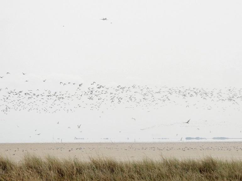 Wadvogels vliegen op door een vliegtuig