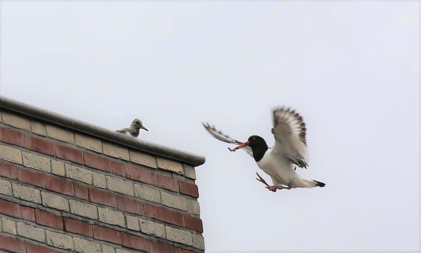 dakbroedende scholekster met jong