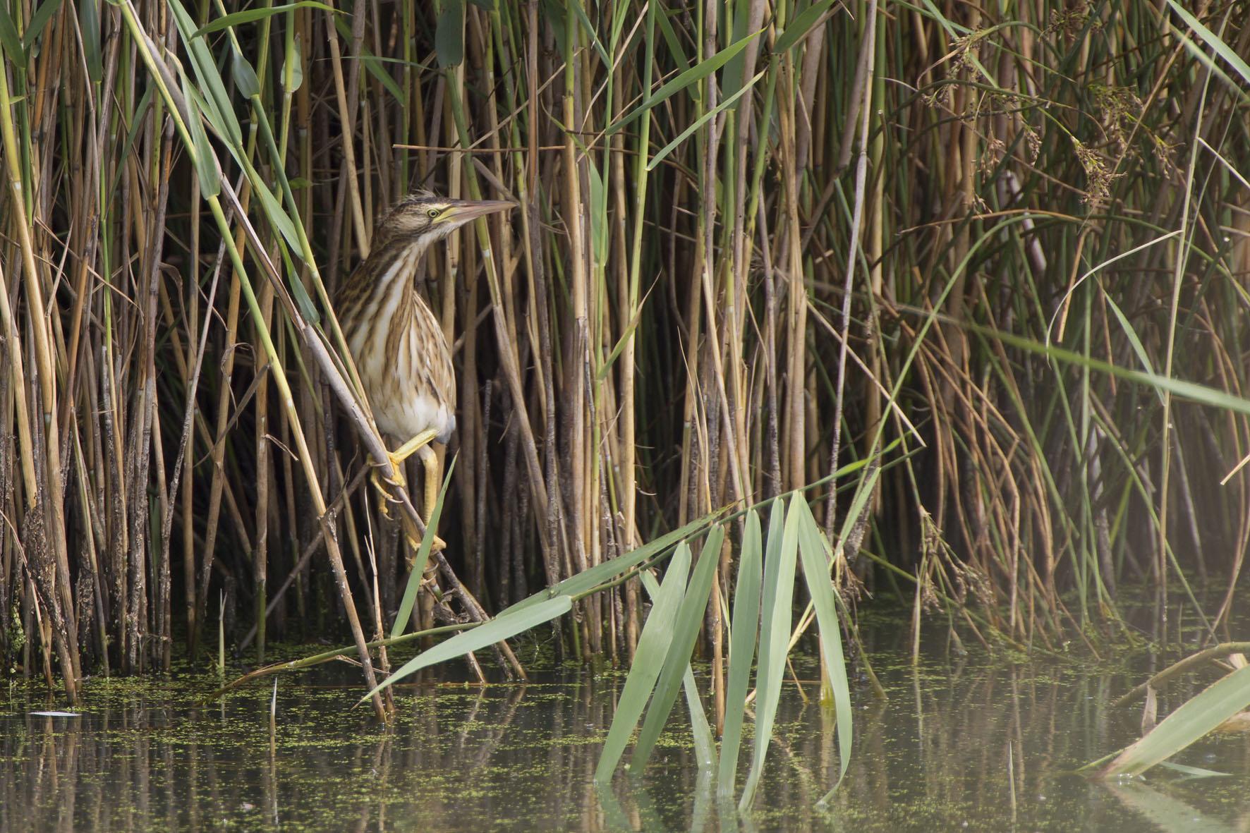 De Woudaap was in 2023 met 39 gemelde territoria aanwezig