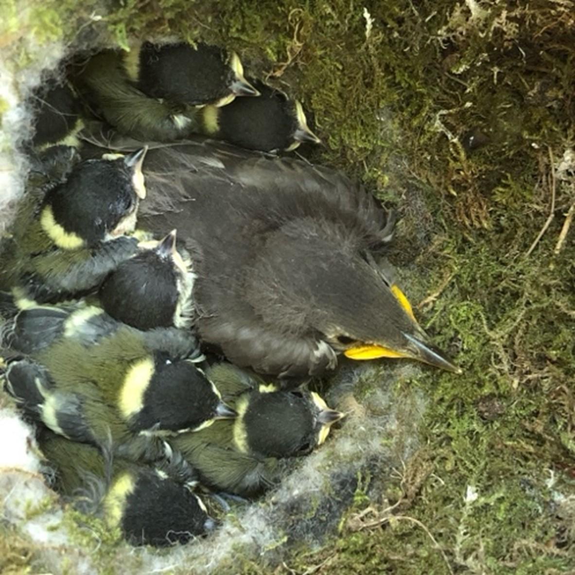 Jonge spreeuw met jonge koolmezen