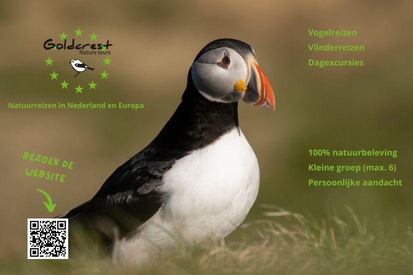 Advertentie Goldcrest Nature Tours