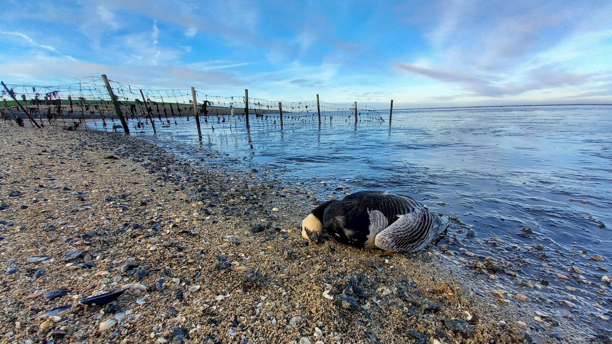 Brandgans_vogelgriep_dood_Ternaard