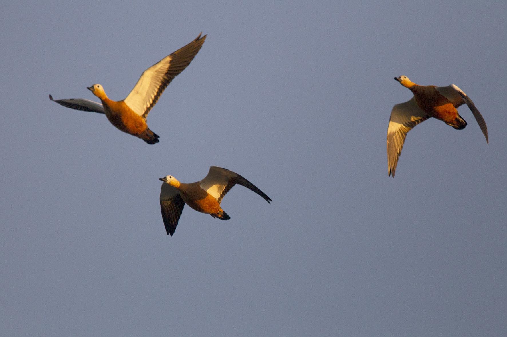 Overvliegende Casarca's