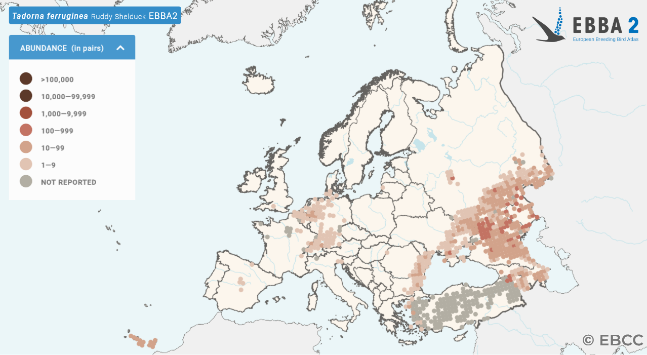 Europese verspreidingskaart Casarca