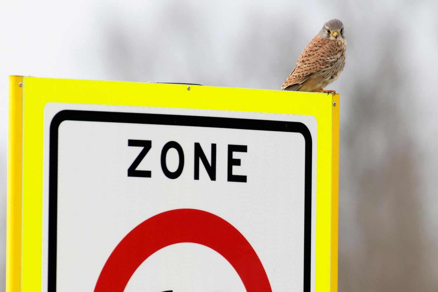 Torenvalk langs weg op bord