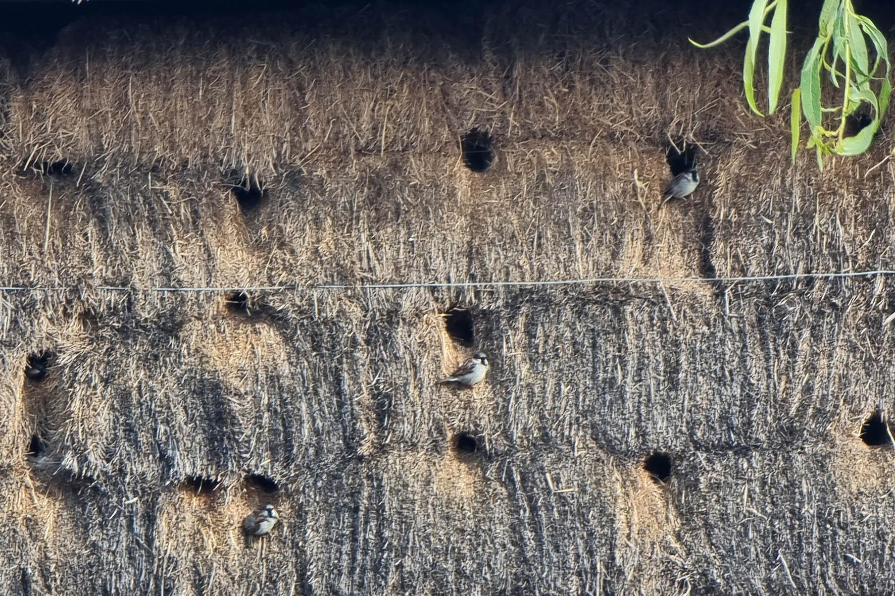 Huismussen in hooibalen