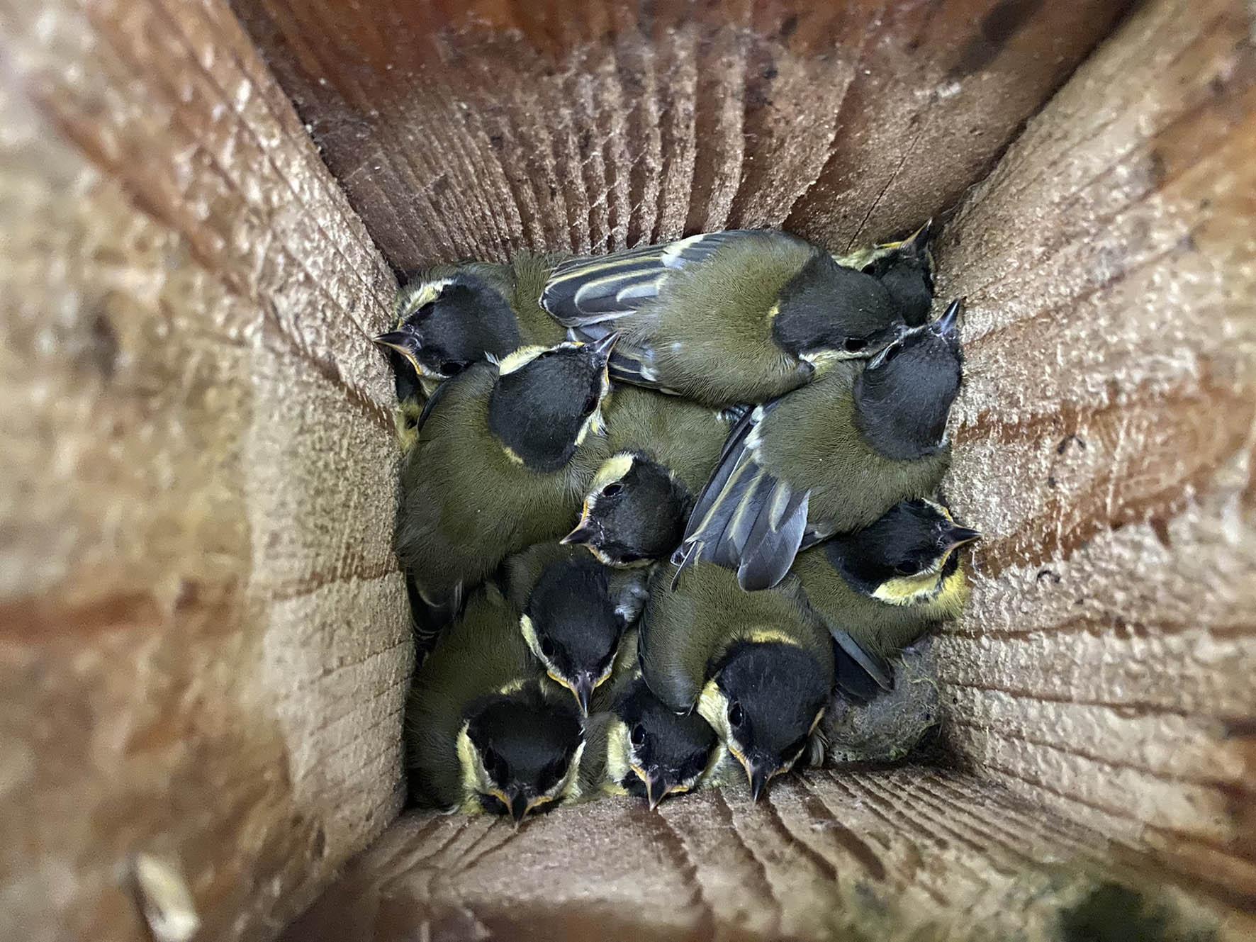 Jonge Koolmezen in nestkast