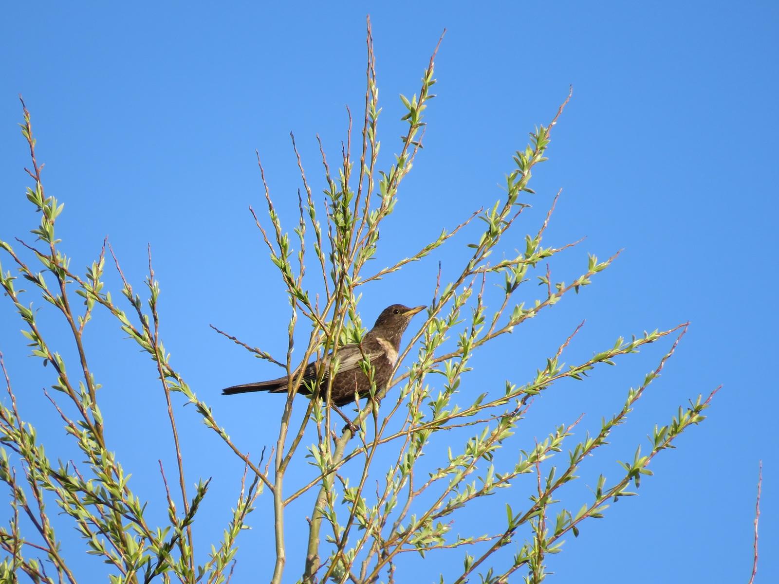 Een beflijster vrouwtje op trek in het Lauersmeergebied