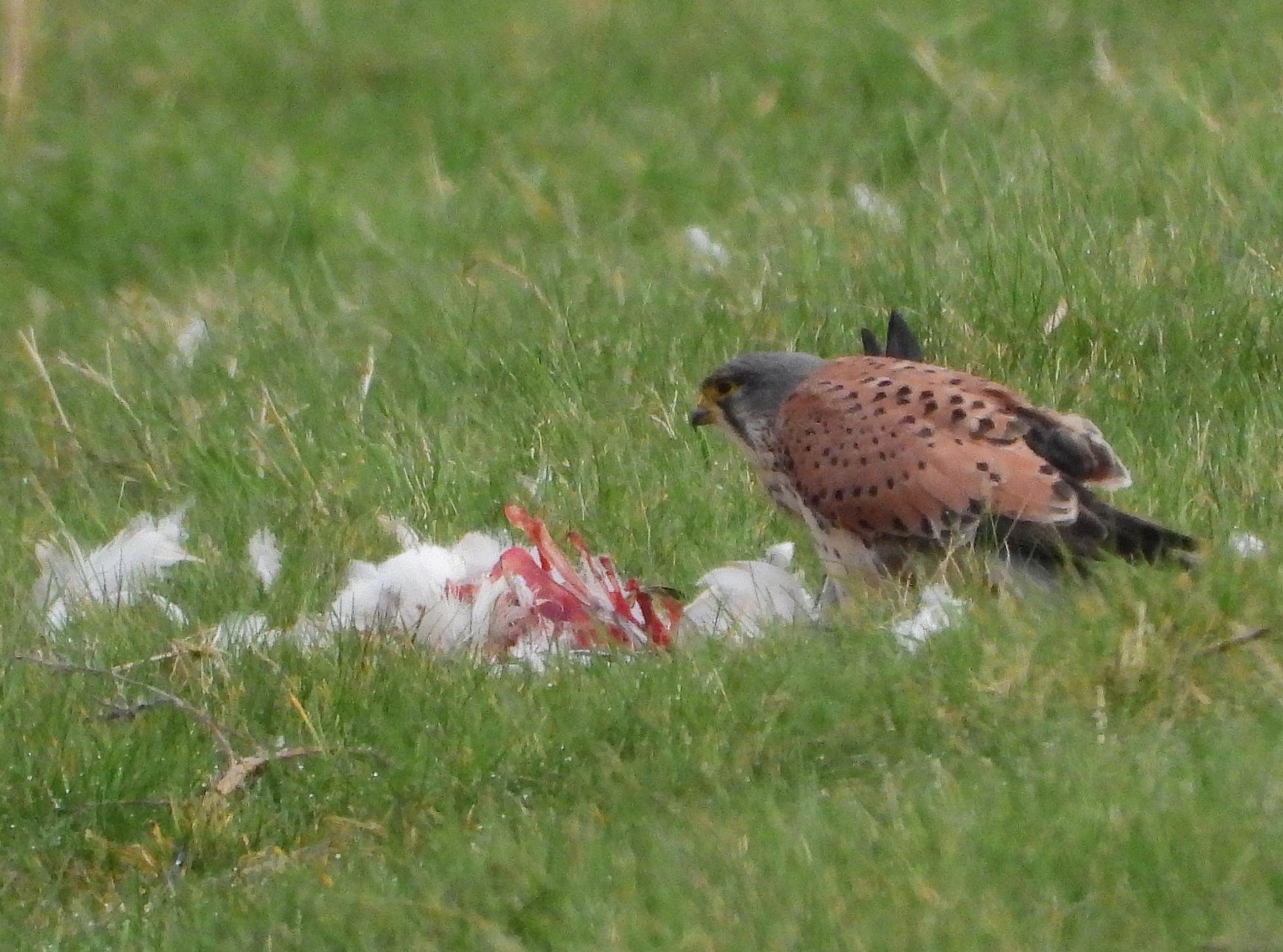 Torenvalk etend van dode brandgans