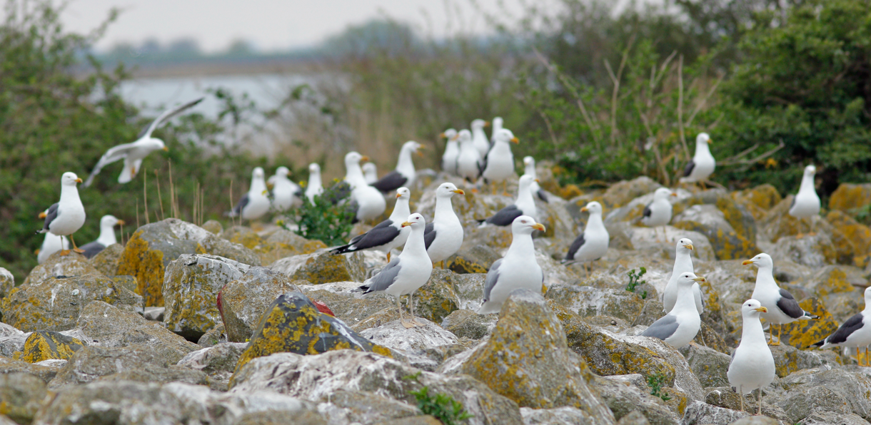 Kolonie met Kleine Mantelmeeuwen, Zilvermeeuwen en Pontische Meeuwen bij Lelystad. Foto: Mars Muusse