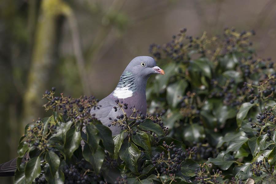 Houtduif