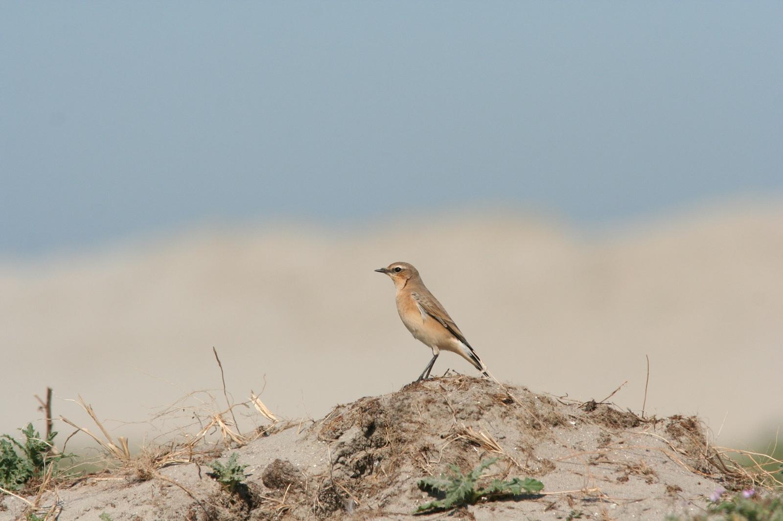 Tapuit op een duinpan