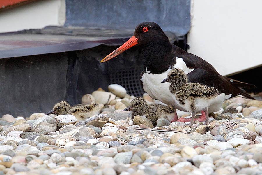 Scholekster op het dak | Geert de Vries