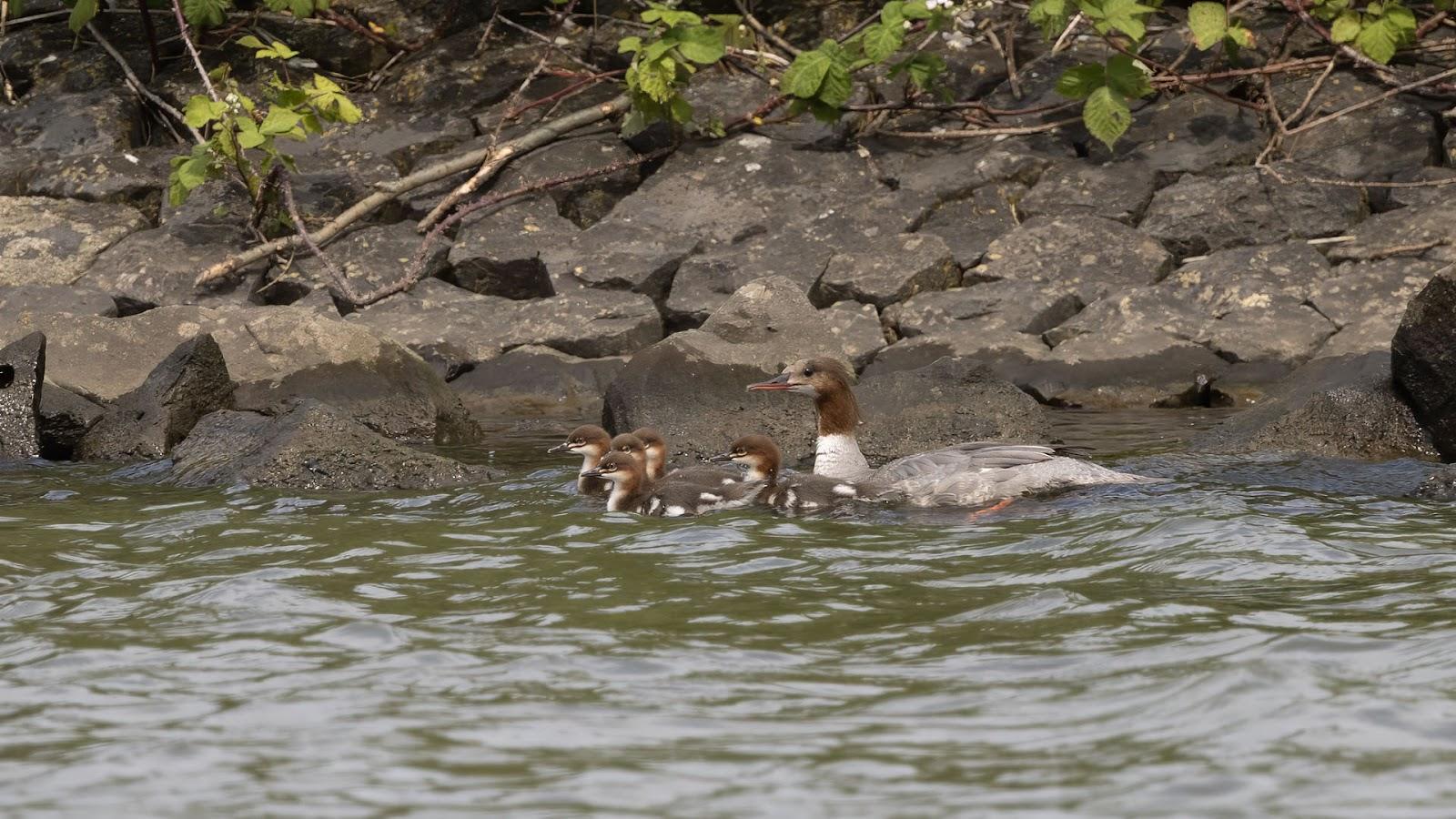 Grote Zaagbek op 9 juni met kuikens