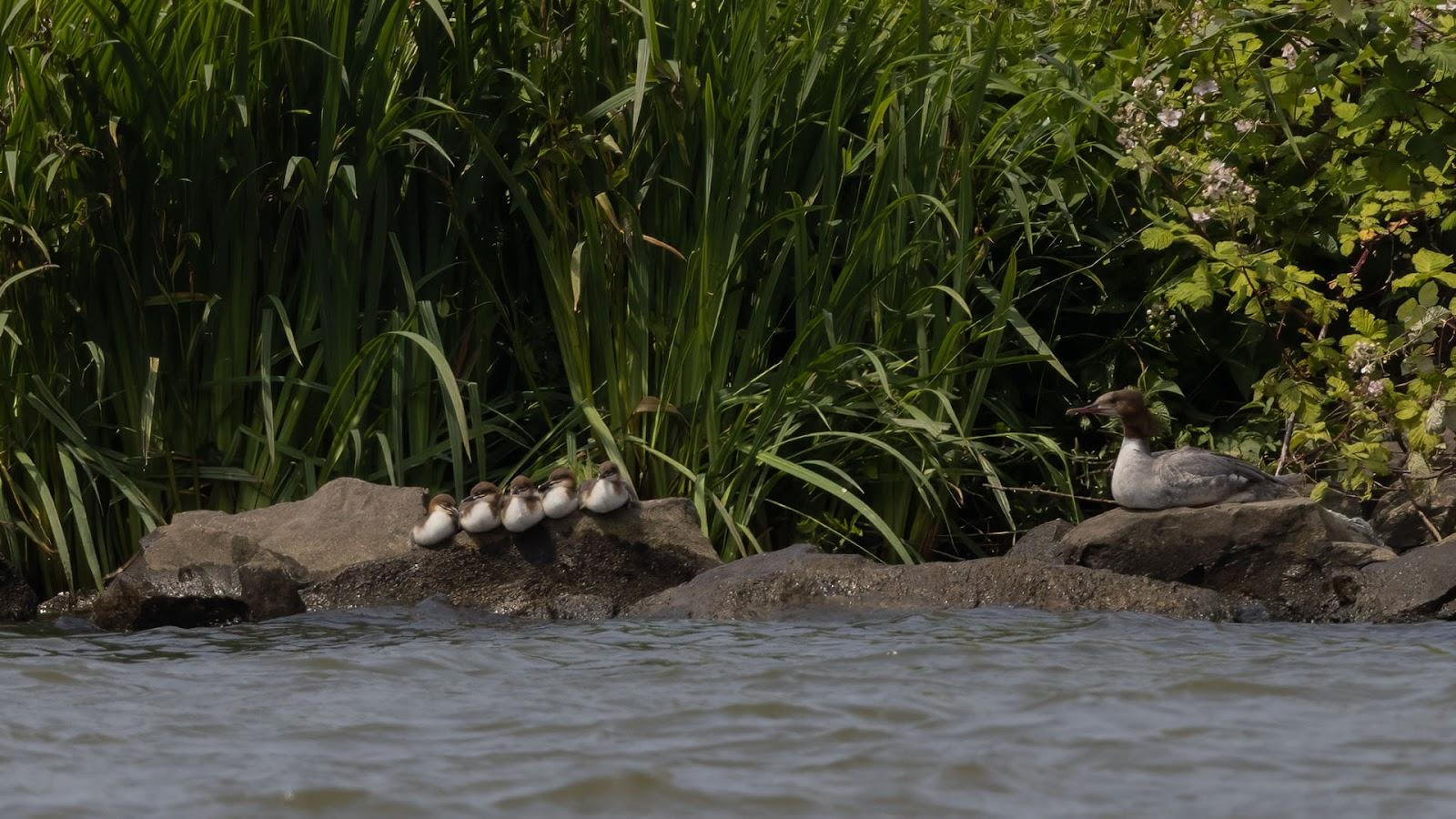 Grote Zaagbek op 9 juni met kuikens 2