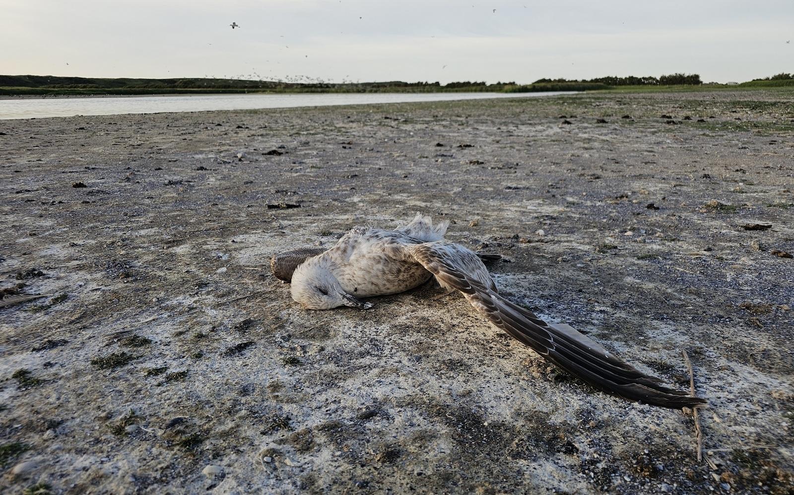 Eén van de recent gevonden dode Zilvermeeuwen 