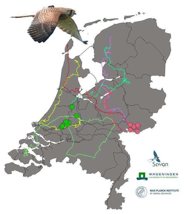 voorbeeld van zes jonge Torenvalken die in de afgelopen week hun nestlocatie (stippen) verlieten en zijn begonnen aan verkenningstochten.