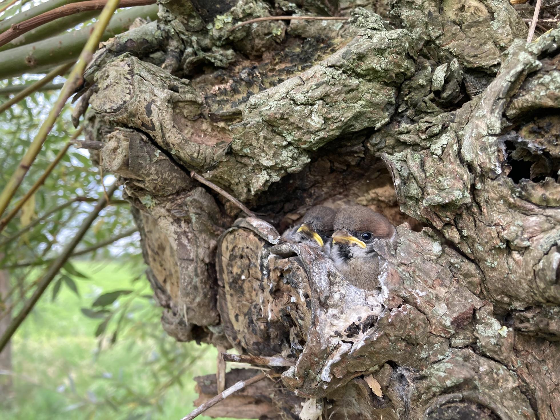 Jonge Ringmussen in een knotwilg