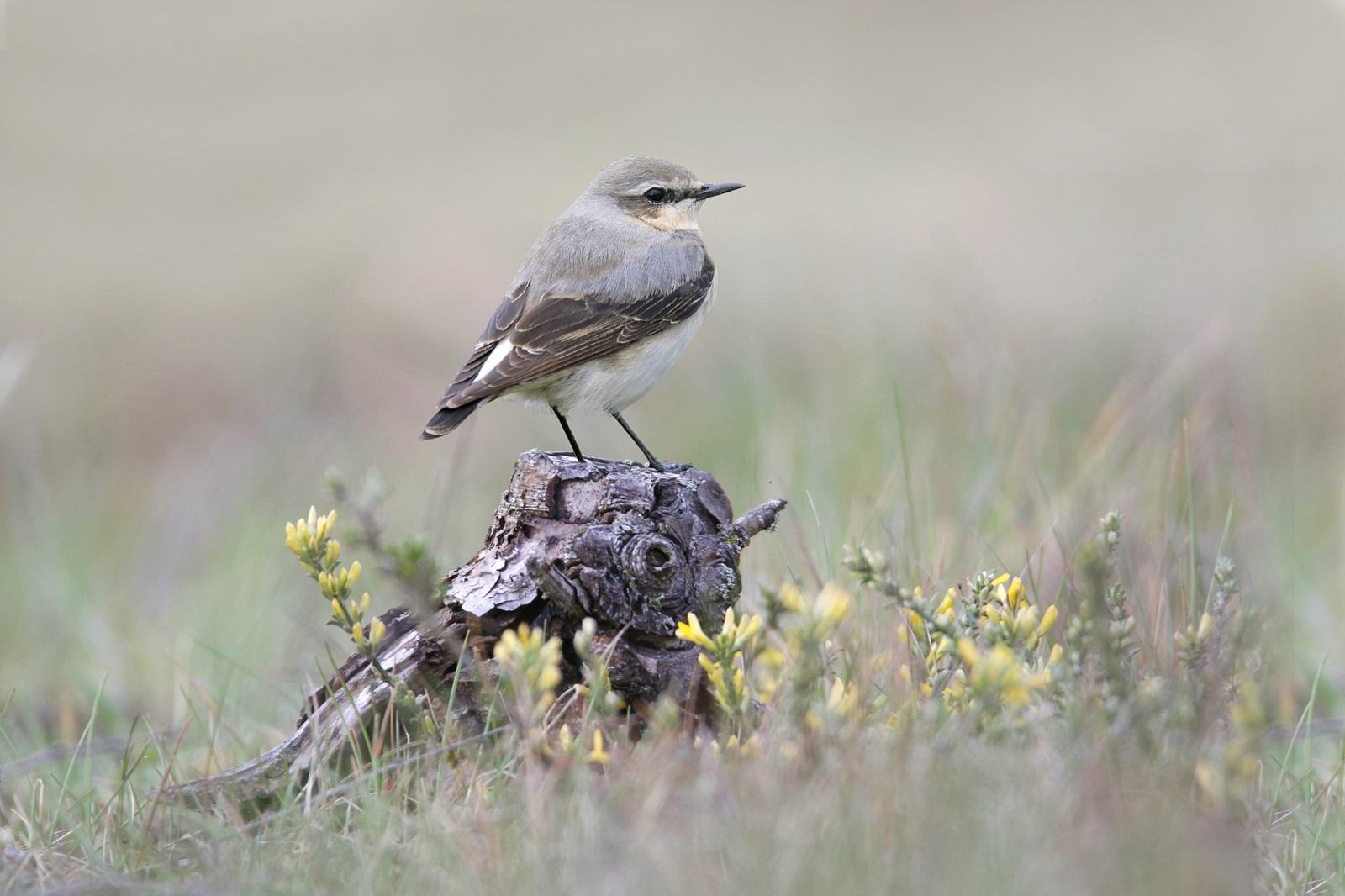 Tapuit op een stronkje