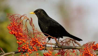Merel eet van de lijsterbes
