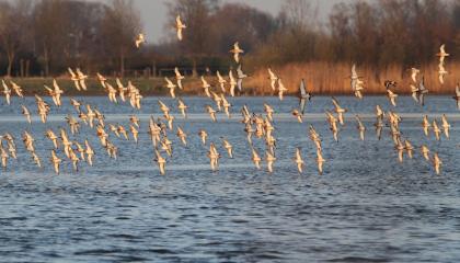 Grutto boven de slaapplaats
