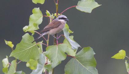 De Grauwe Klauwier is een van de kenmerkende soorten van Drenthe