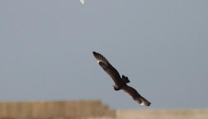 Kleine jager en grote stern