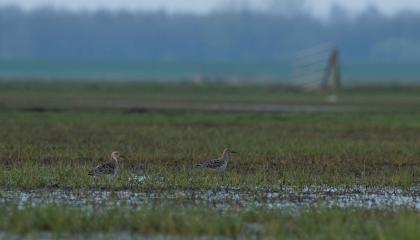 Kemphaan in Arkemheen