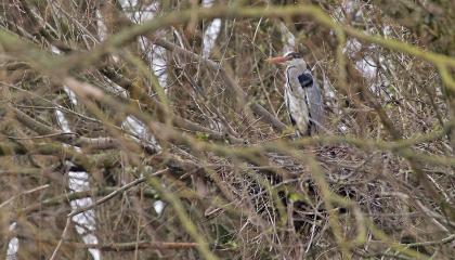 Blauwe Reigers zijn er vroeg bij.