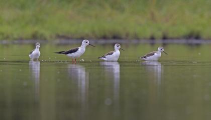 Steltkluut vrouwtje met drie jongen