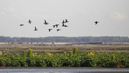 Wintertaling_Marker Wadden