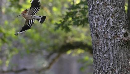 Hop vliegend van nestboom