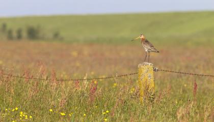 Grutto in kruidenrijk grasland