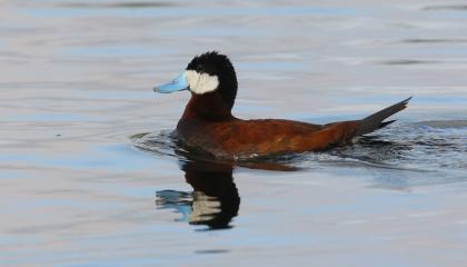 Rosse Stekelstaart mannetje