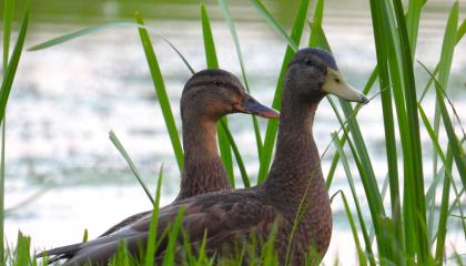 Wilde eenden in eclipskleed