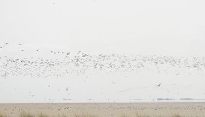 Wadvogels vliegen op door een vliegtuig