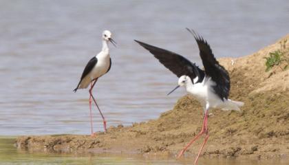 Twee ruziënde stelklutenmannetjes