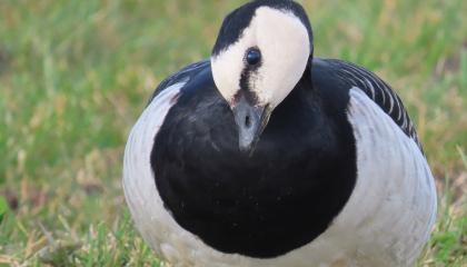 Brandgans met verschijnselen van vogelgriep
